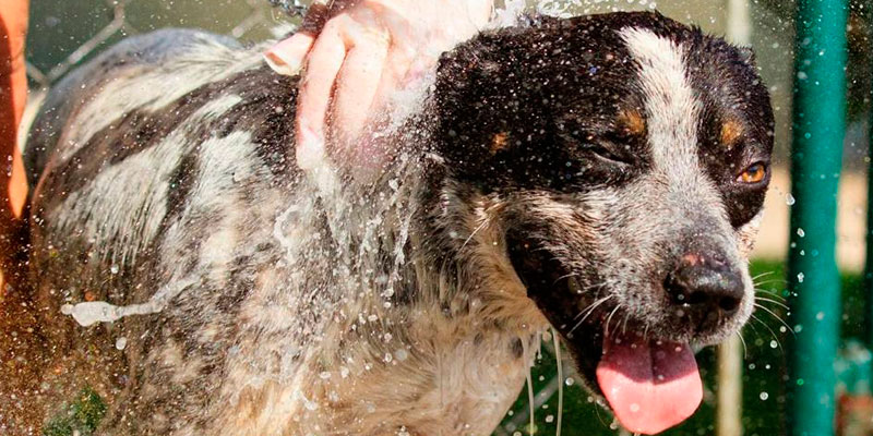 Cães para Adoção