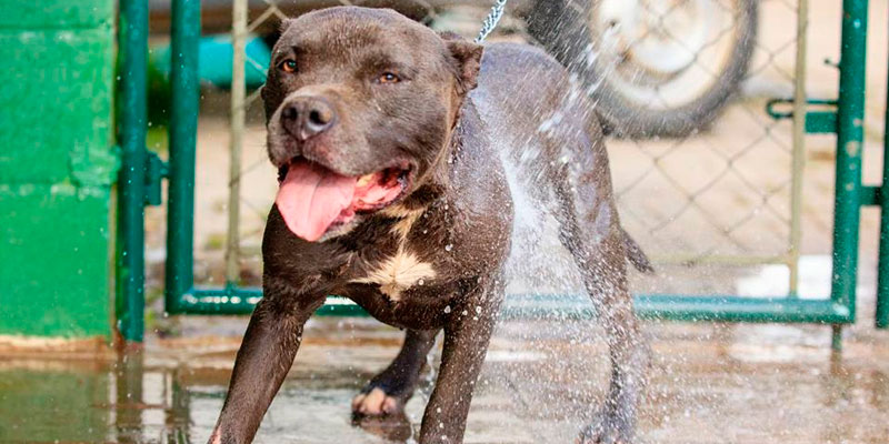 Cães para Adoção