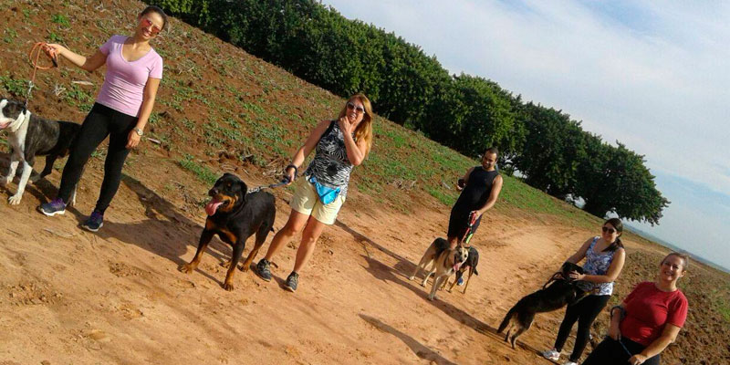 Cães para Adoção