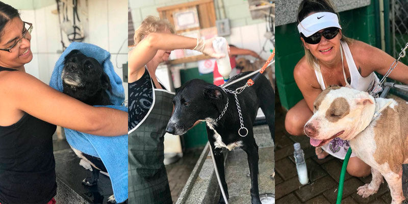 Cães para Adoção