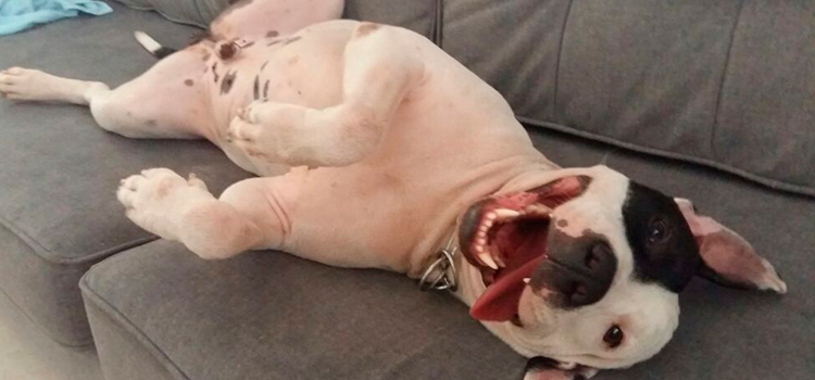 Veja como está o Bruce, um dos cães adotados através do abrigo
