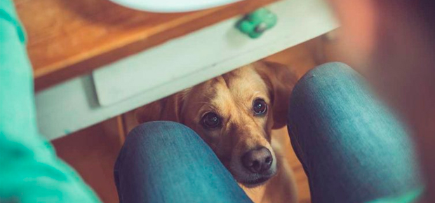 O que meu cachorro pode comer?