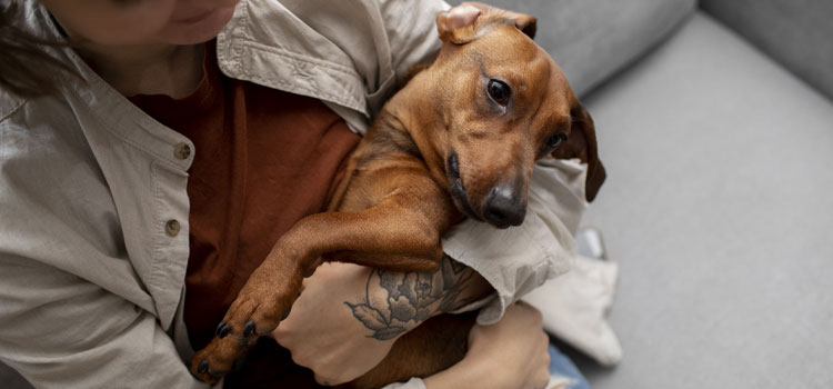 Como detectar dor em seu pet: Sinais e cuidados