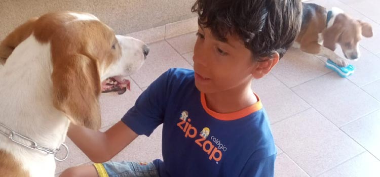 Como introduzir seu cachorro adulto às crianças