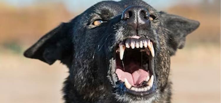 Entenda  como lidar com cães agressivos