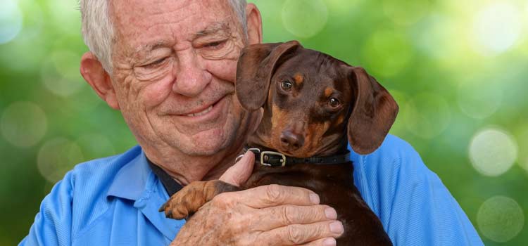 Como proporcionar uma vida saudável para seu cão idoso
