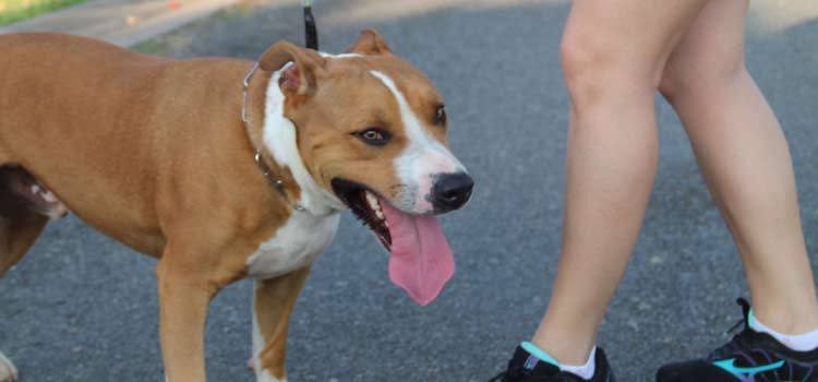 Como os cães podem ajudar na saúde mental?