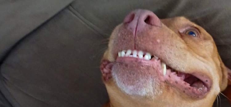 Alimentos ideais para preservar a saúde dos dentes do seu pet