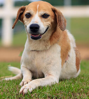 Cães para Adoção