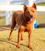 Cães para Adoção