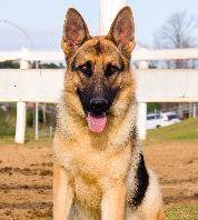 Cães para Adoção