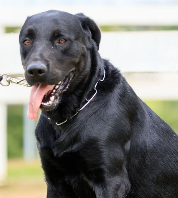 Cães para Adoção