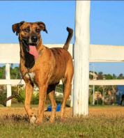 Cães para Adoção