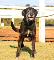 Cães para Adoção