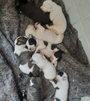 Cães para Adoção