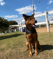 Cães para Adoção