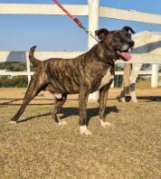 Cães para Adoção