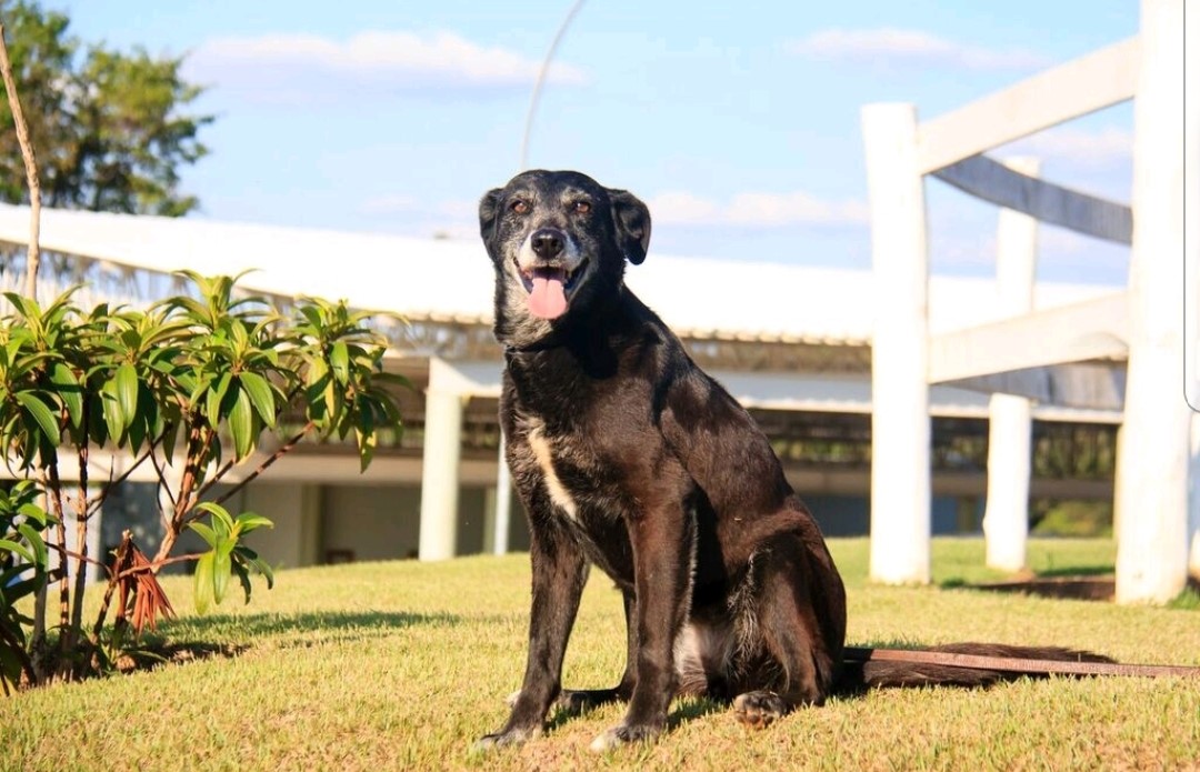Cães para Adoção