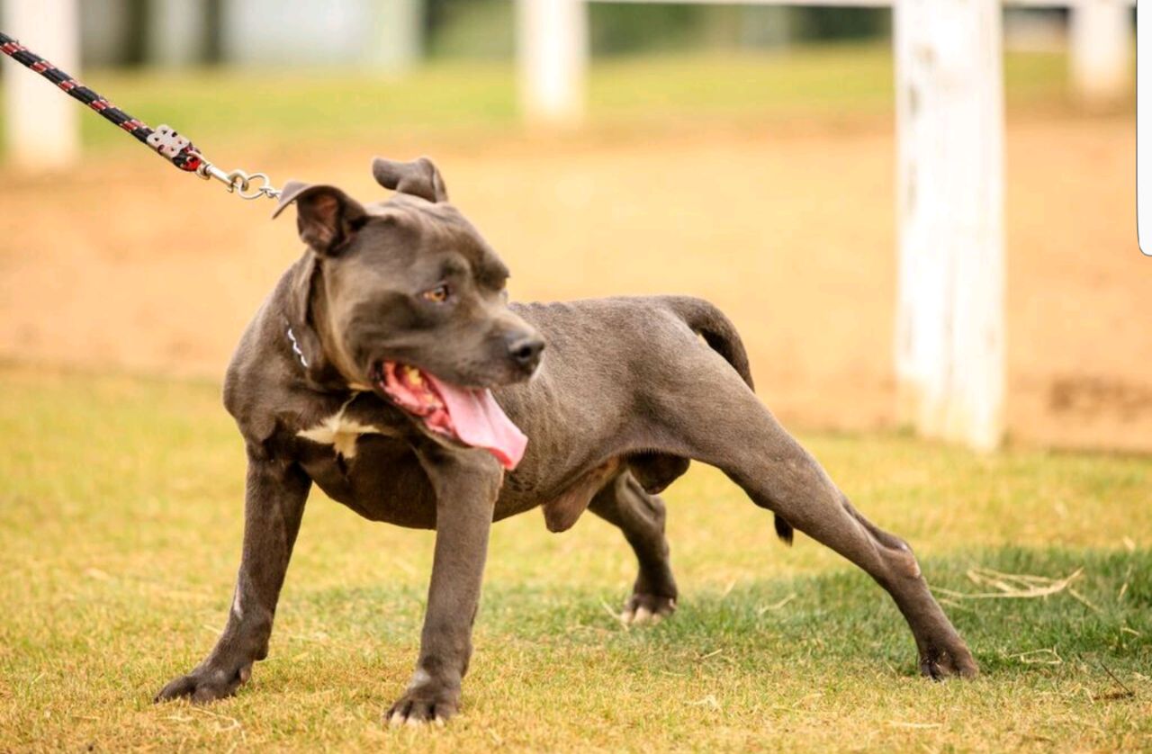 Cães para Adoção