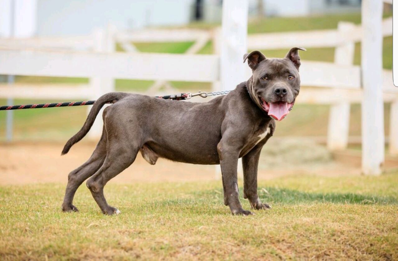 Cães para Adoção