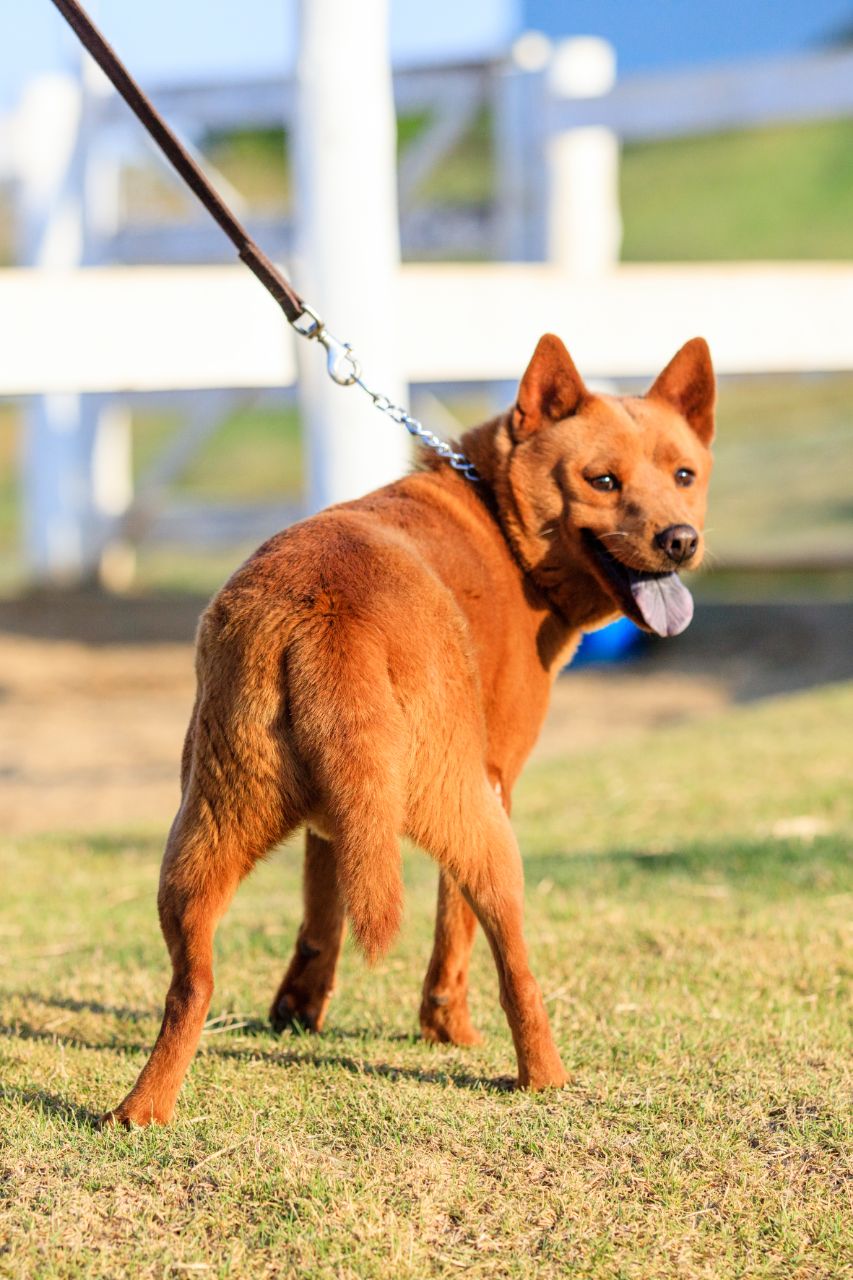 Cães para Adoção