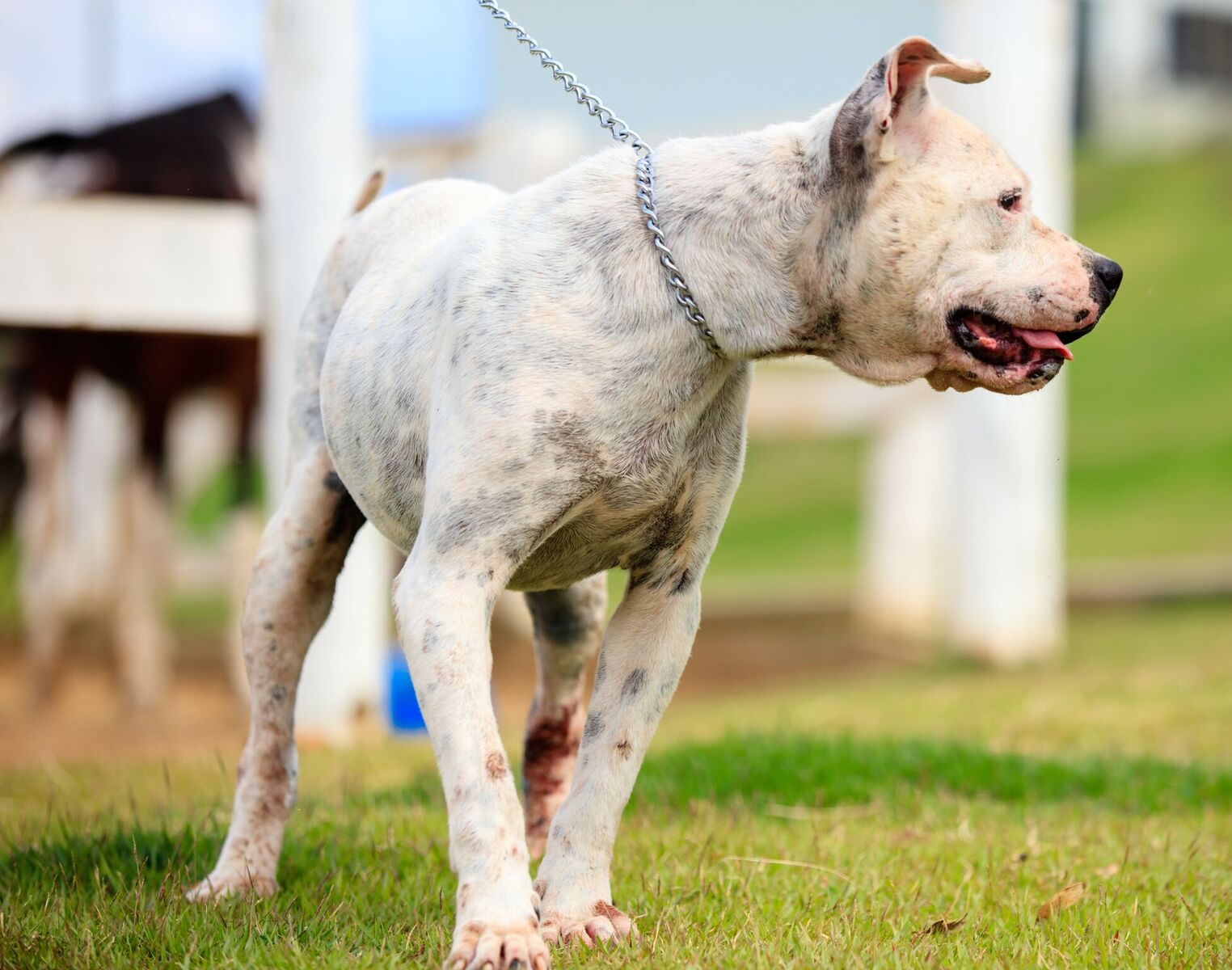 Cães para Adoção