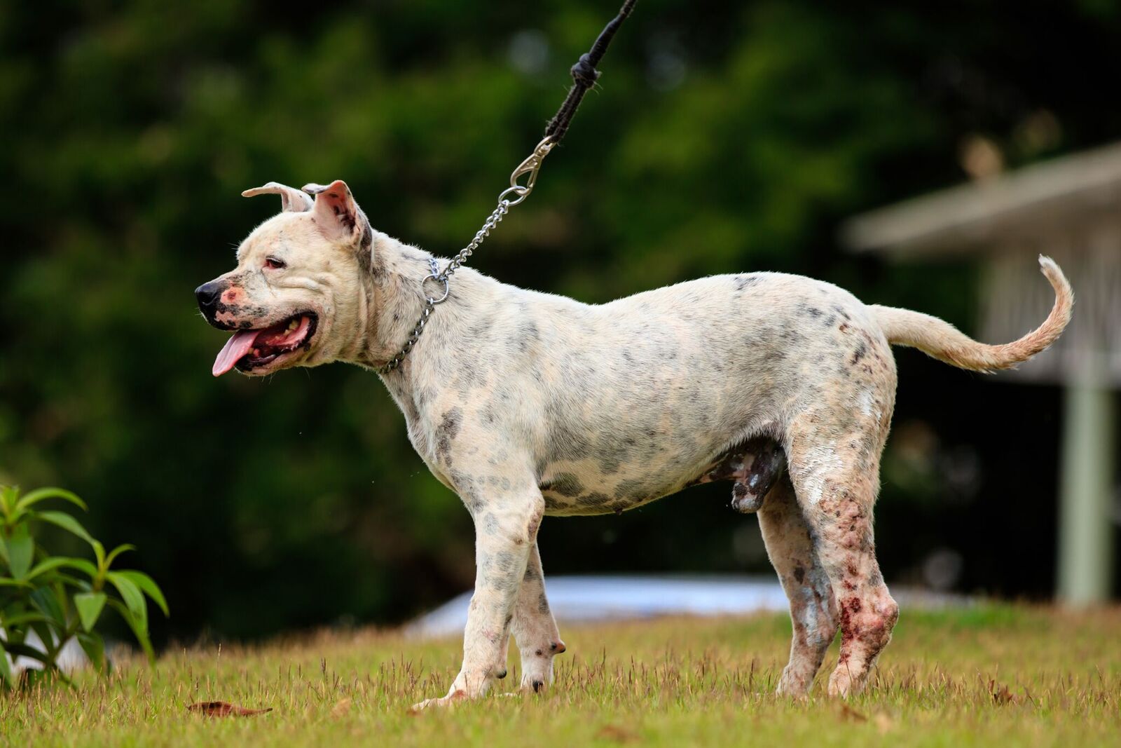 Cães para Adoção