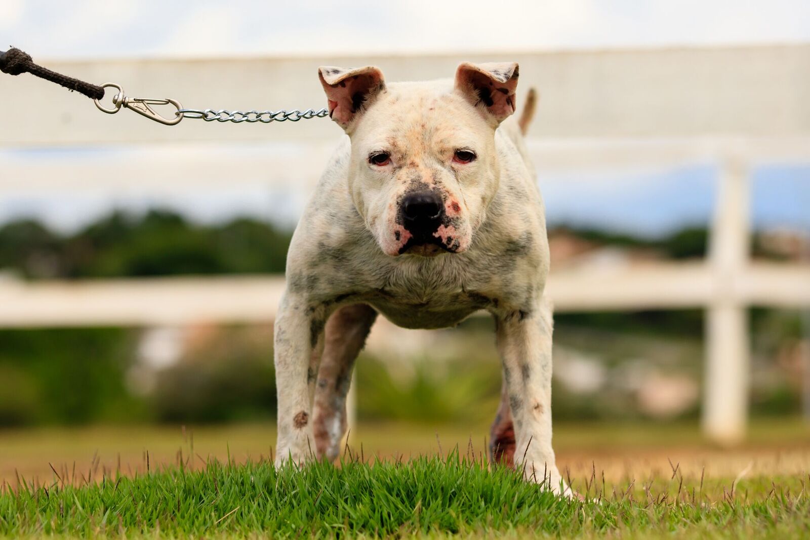 Cães para Adoção
