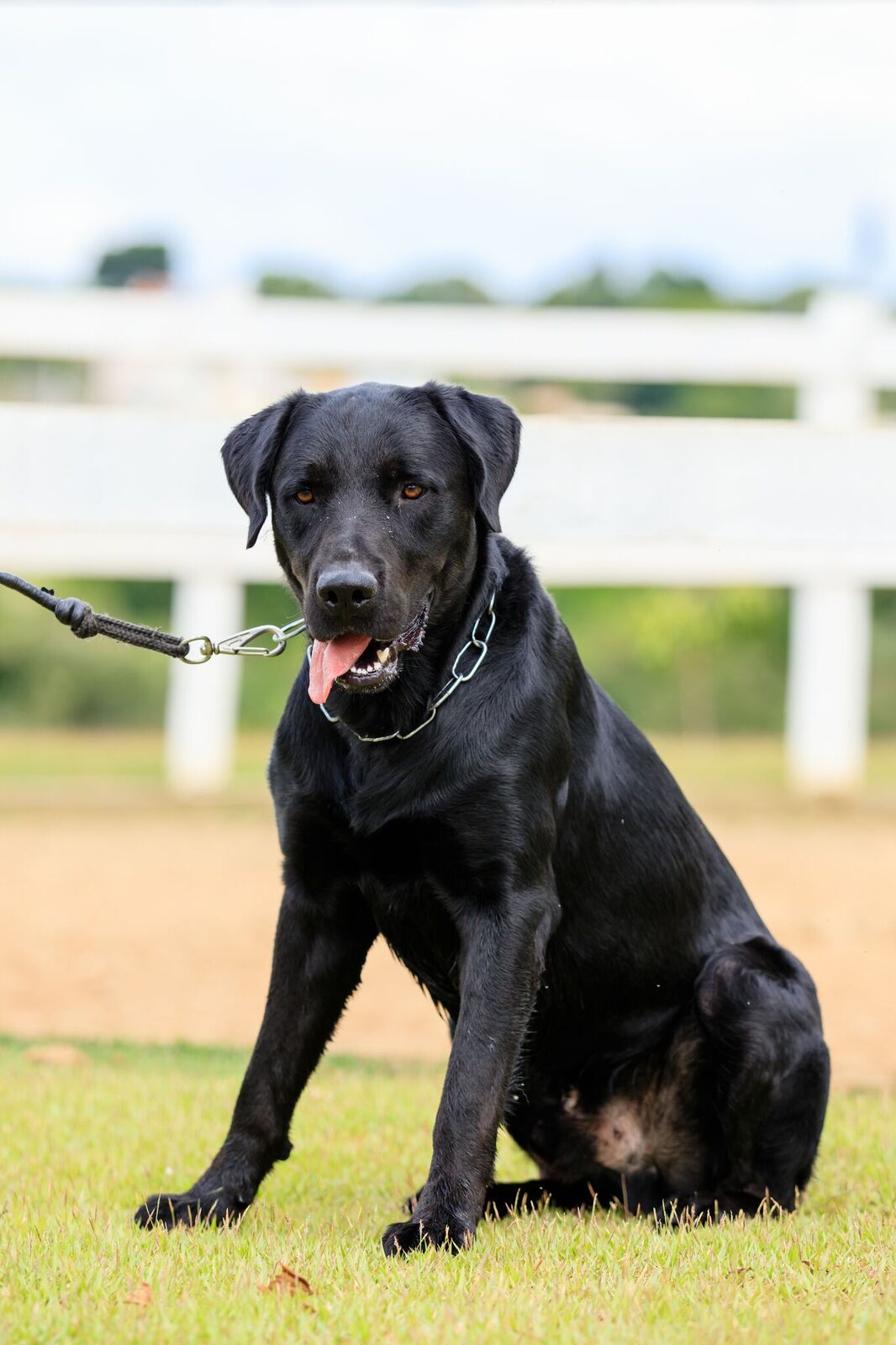 Cães para Adoção