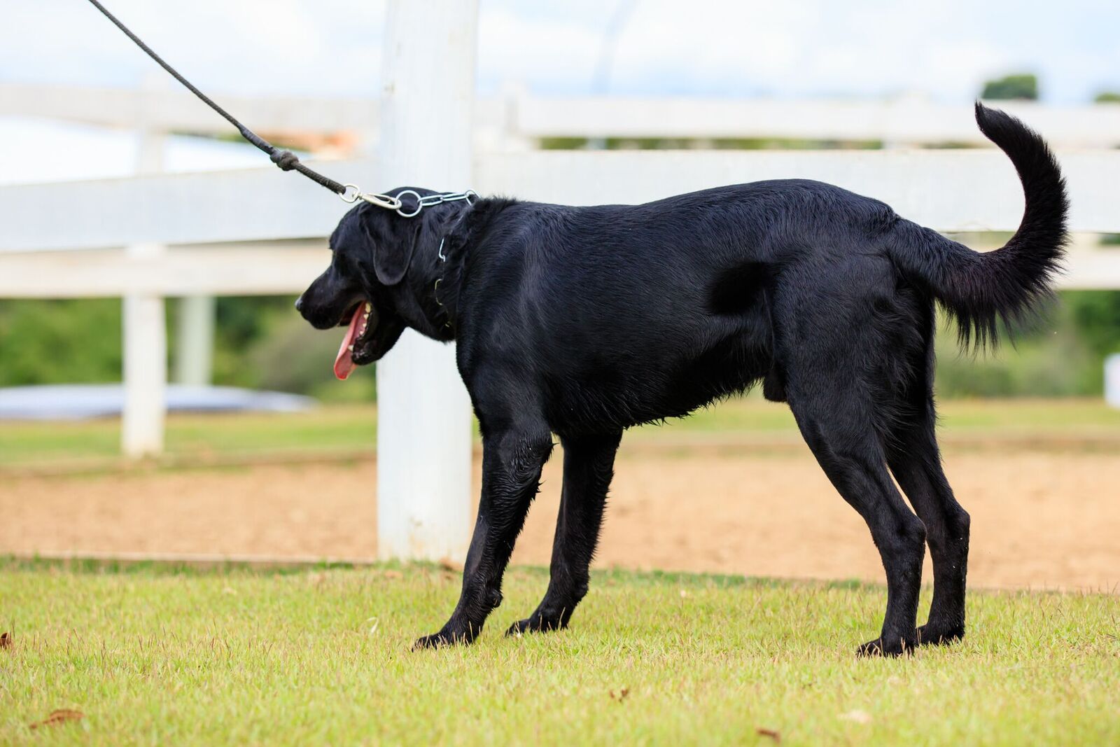 Cães para Adoção