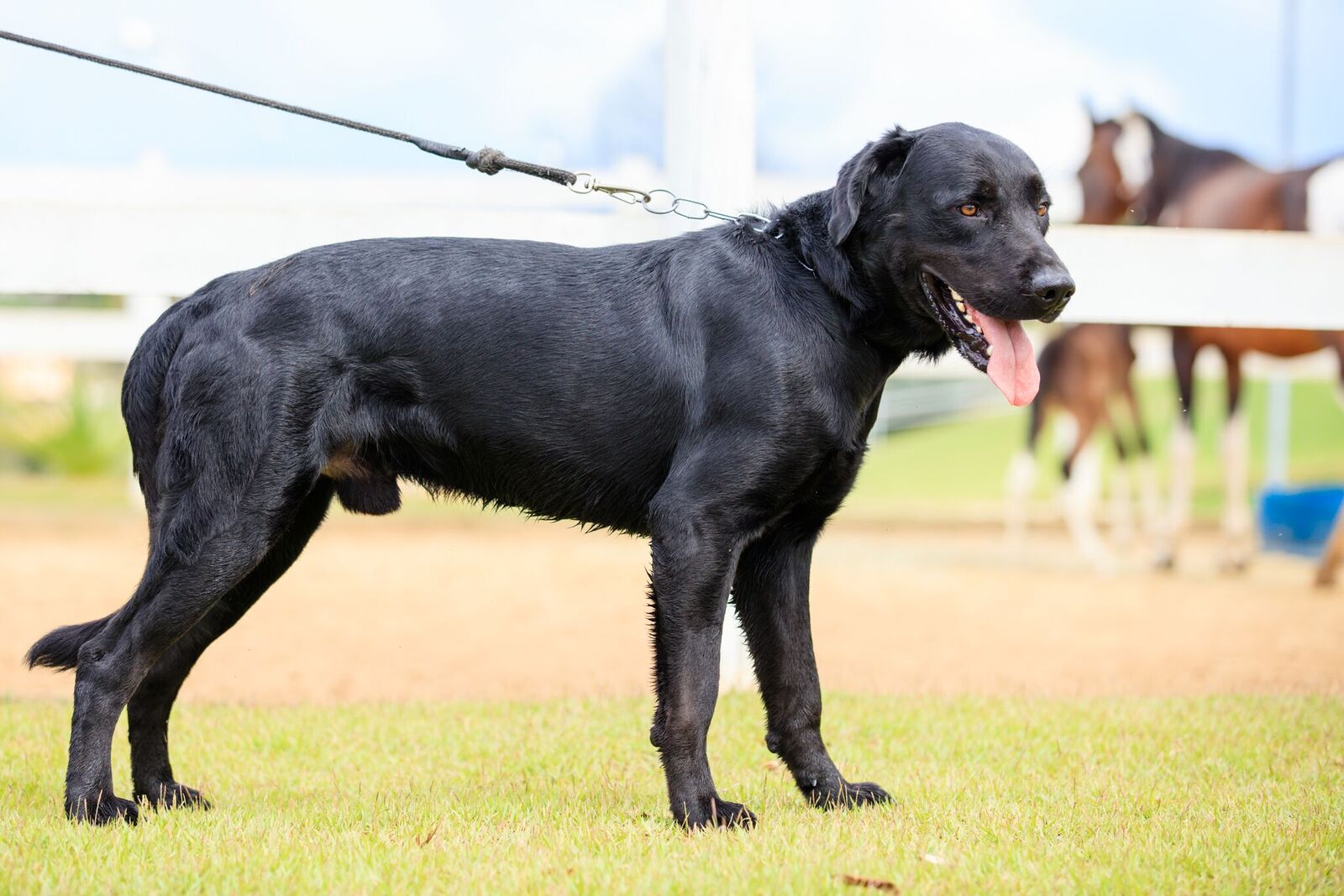 Cães para Adoção