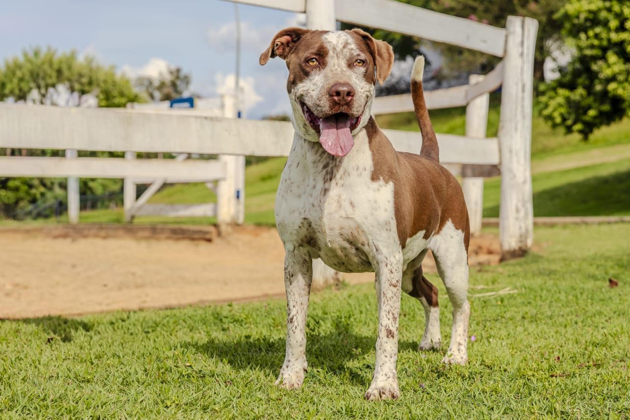 Cães para Adoção