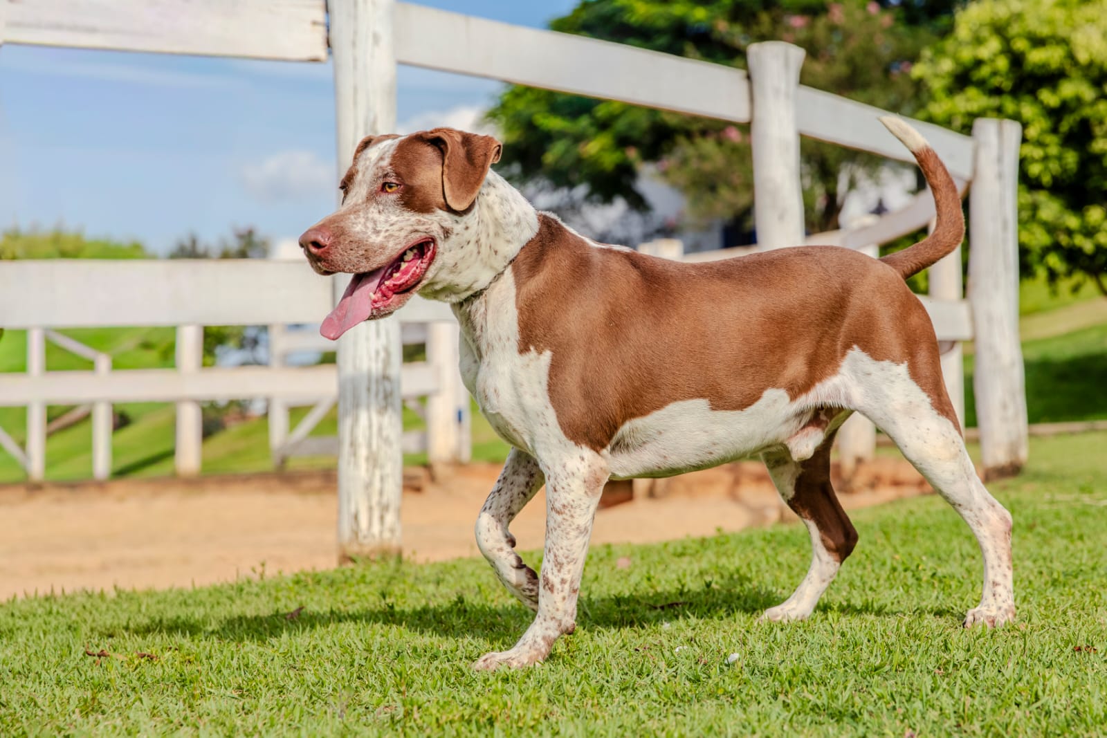 Cães para Adoção
