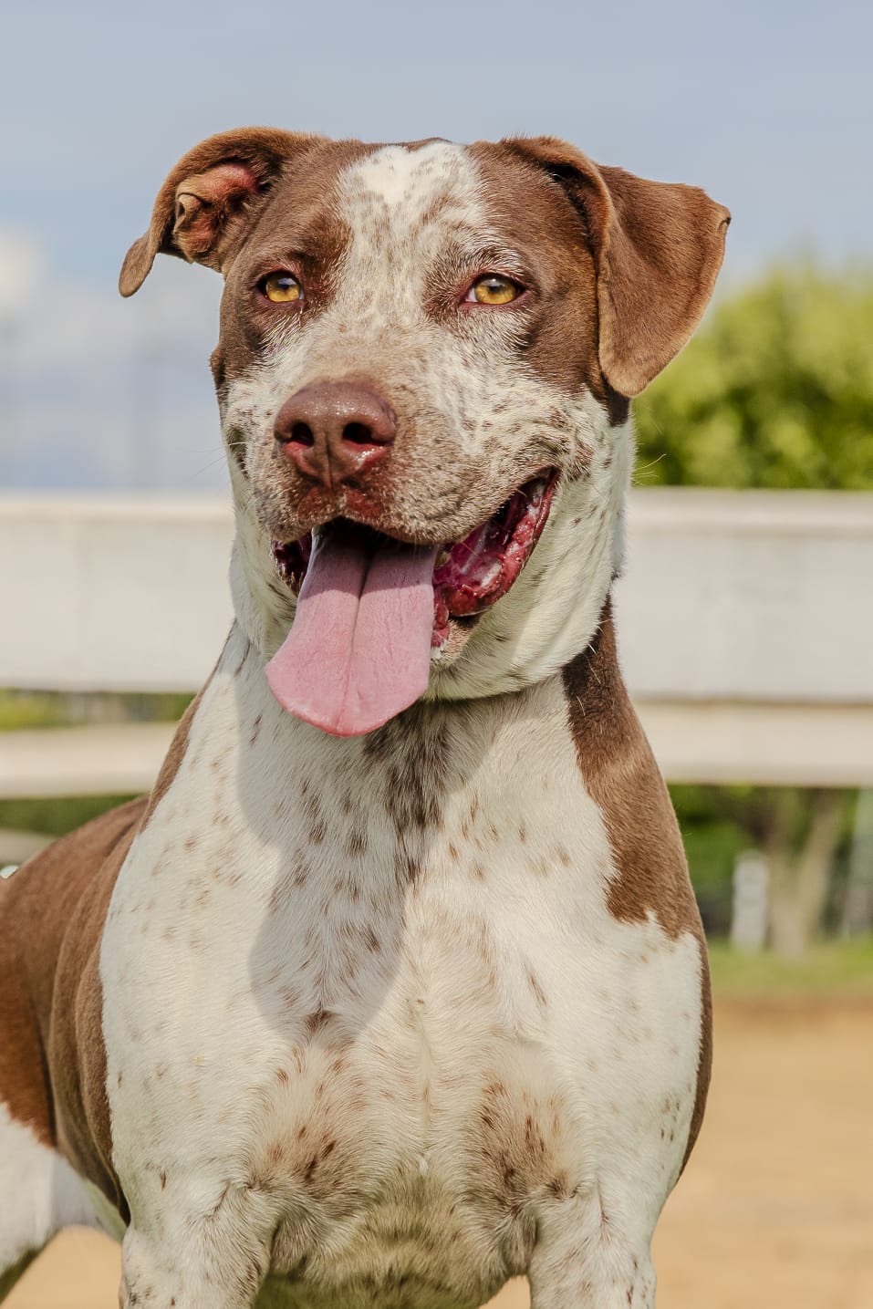 Cães para Adoção