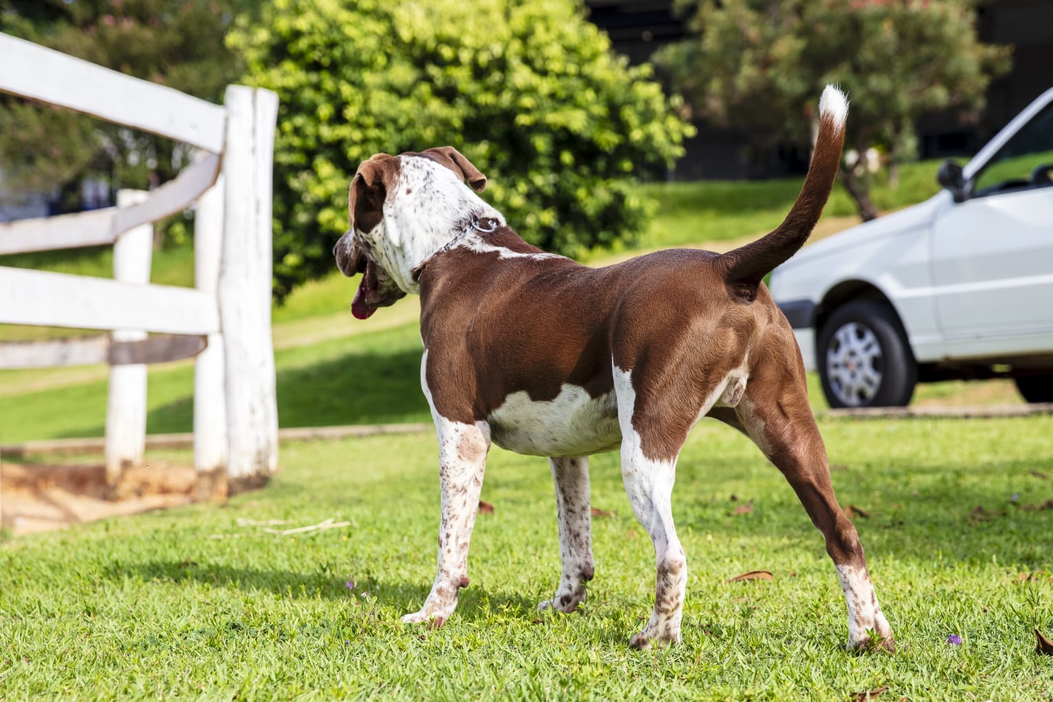 Cães para Adoção