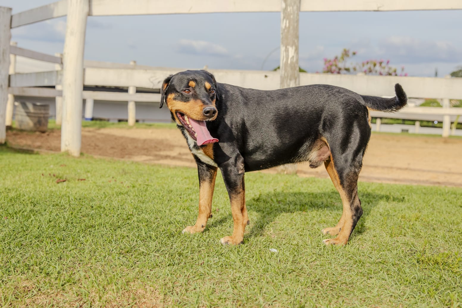 Cães para Adoção