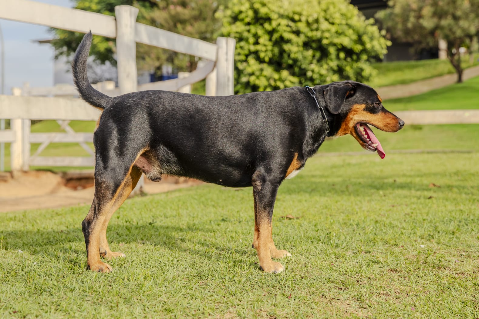 Cães para Adoção