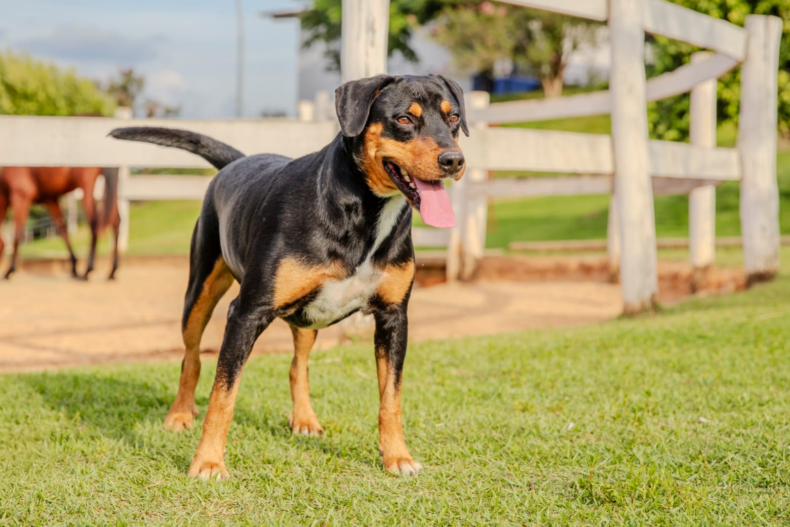 Cães para Adoção