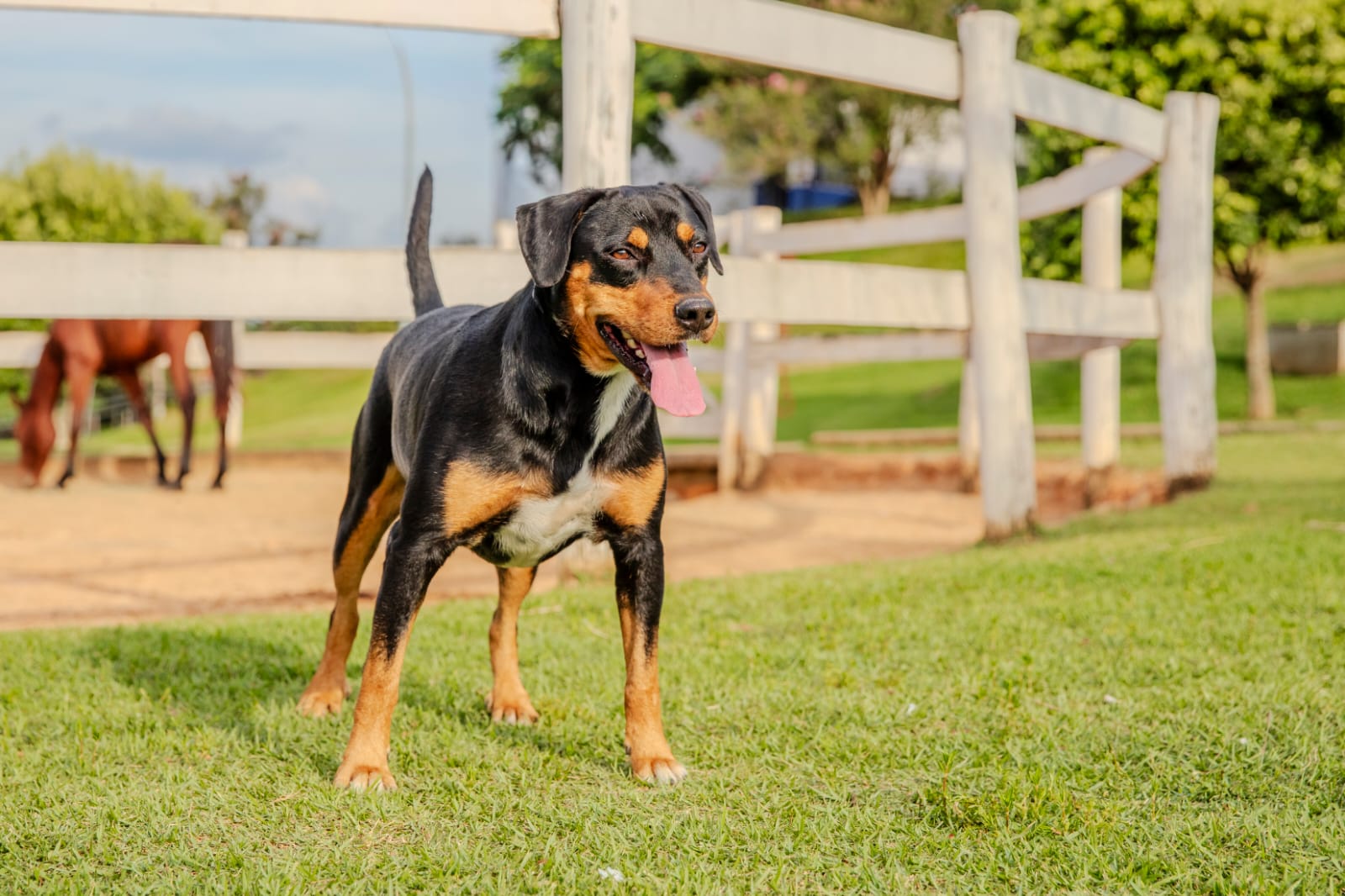 Cães para Adoção