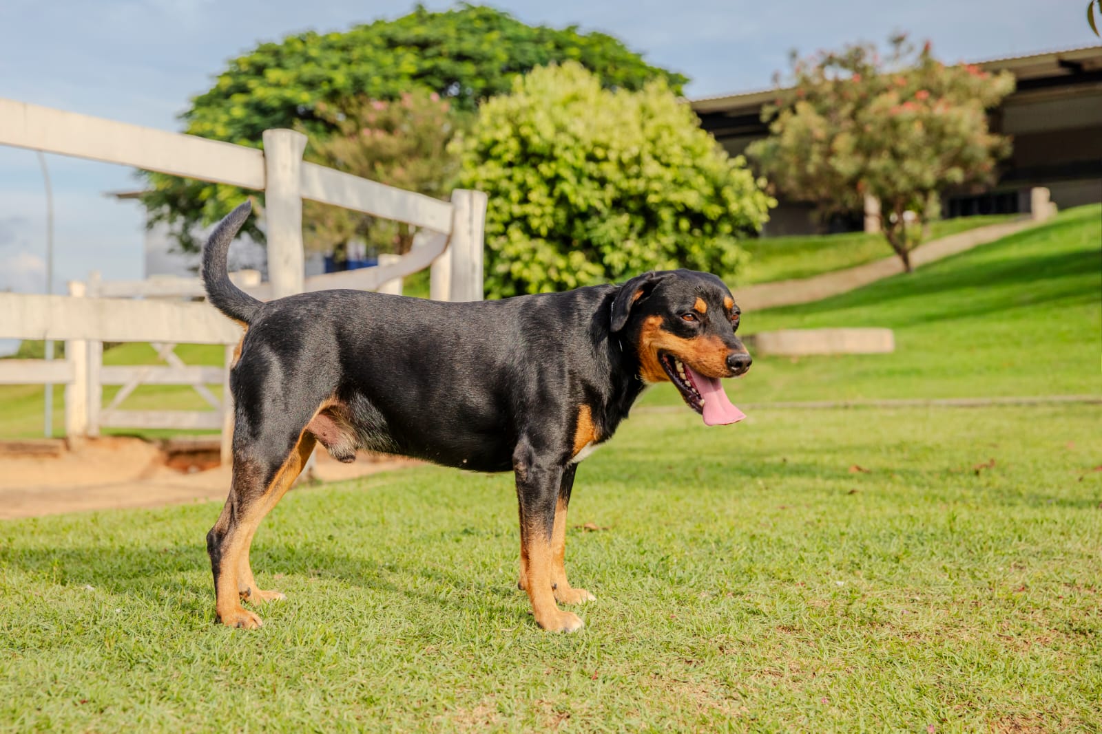 Cães para Adoção
