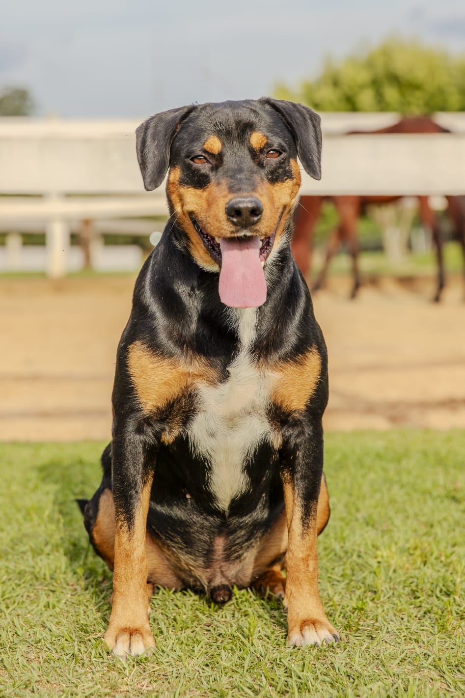 Cães para Adoção