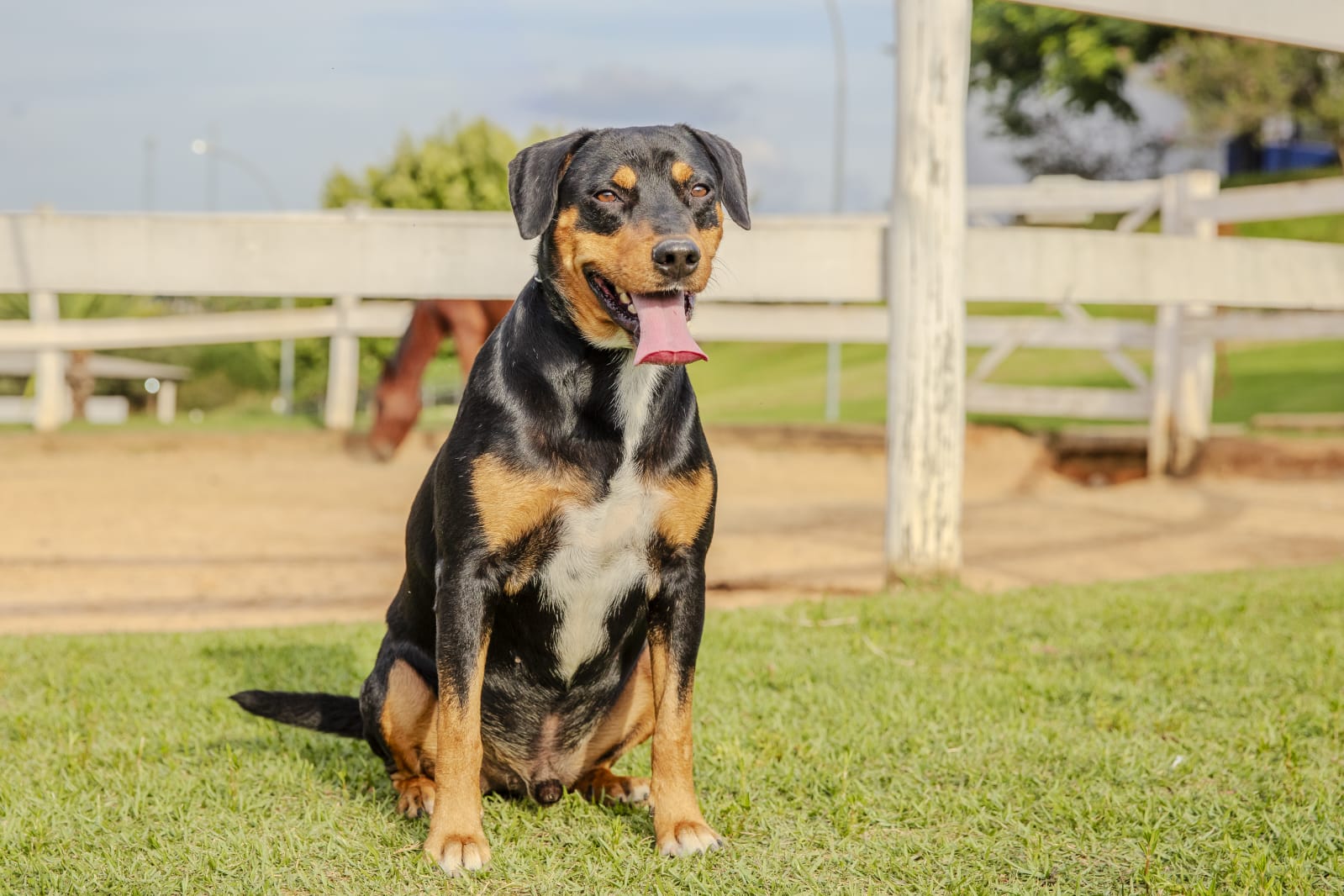 Cães para Adoção