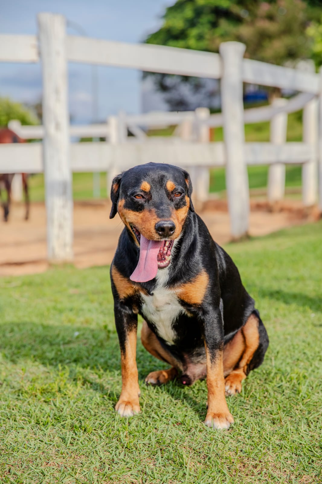 Cães para Adoção