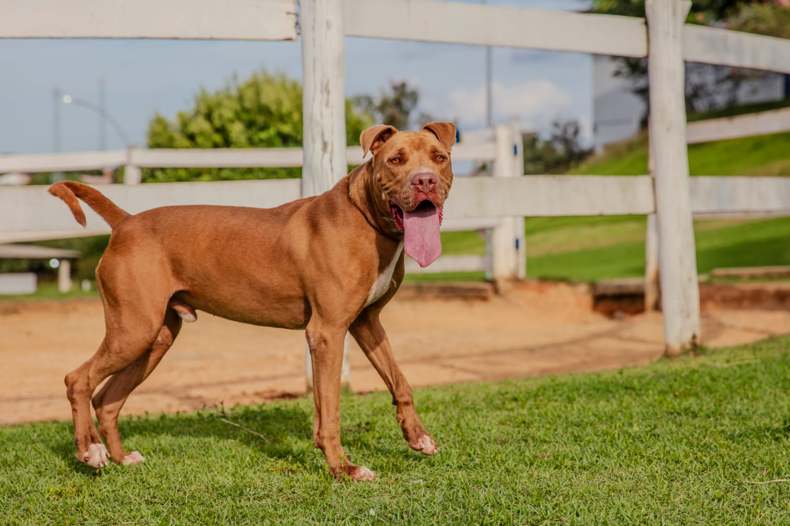 Cães para Adoção