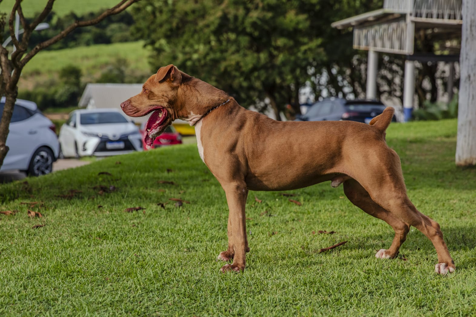 Cães para Adoção