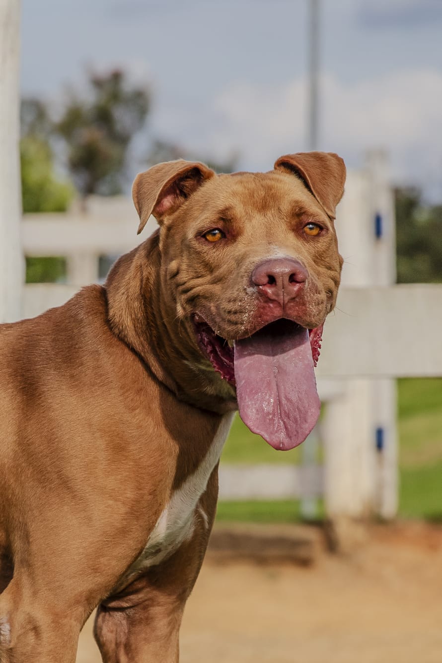 Cães para Adoção