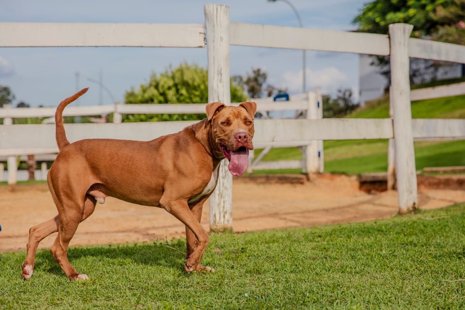 Cães para Adoção