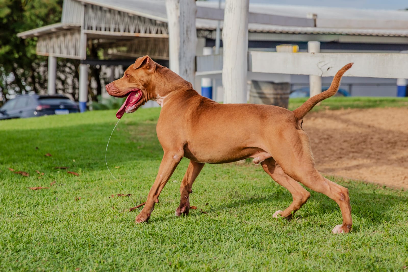 Cães para Adoção
