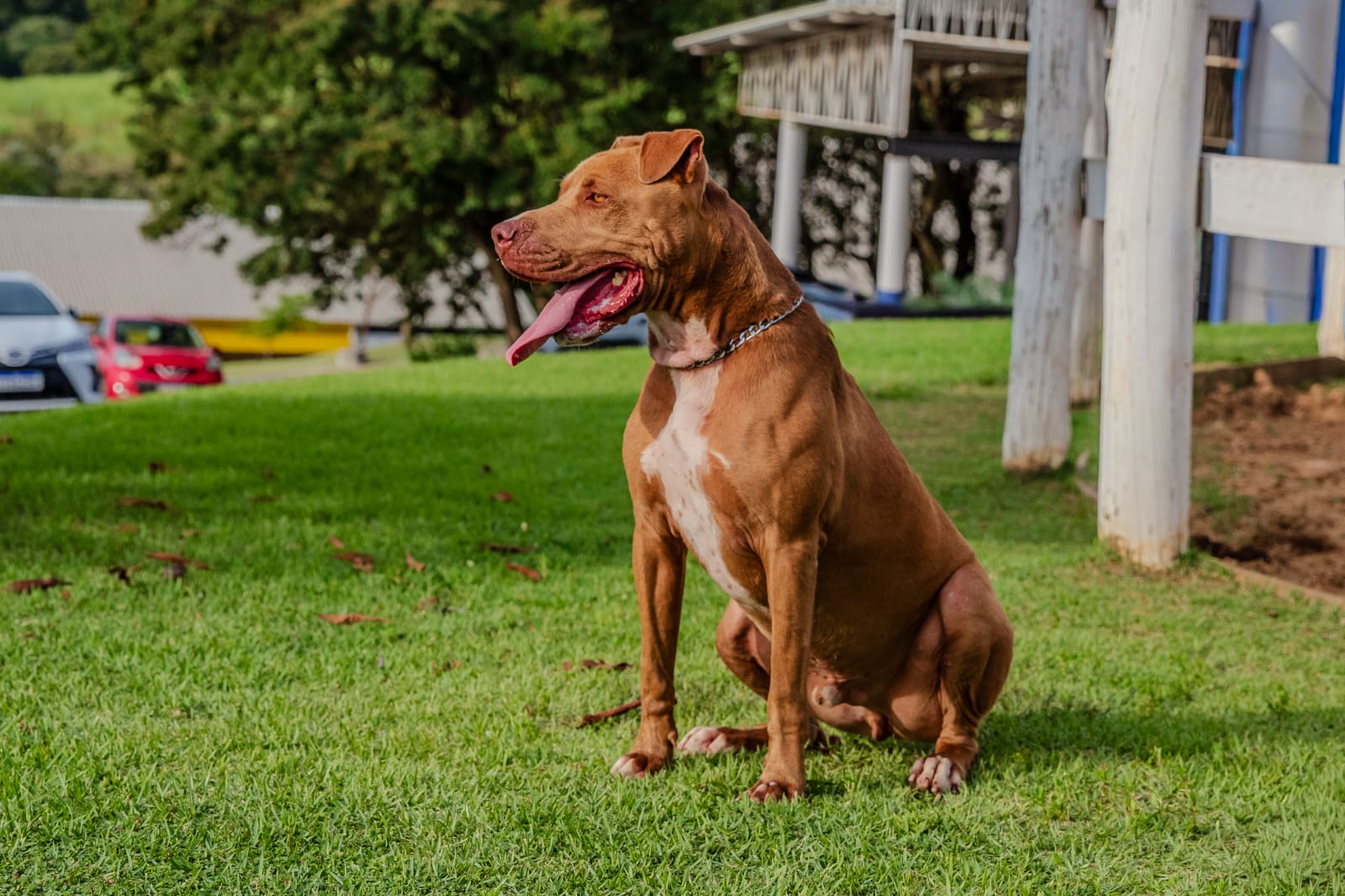 Cães para Adoção