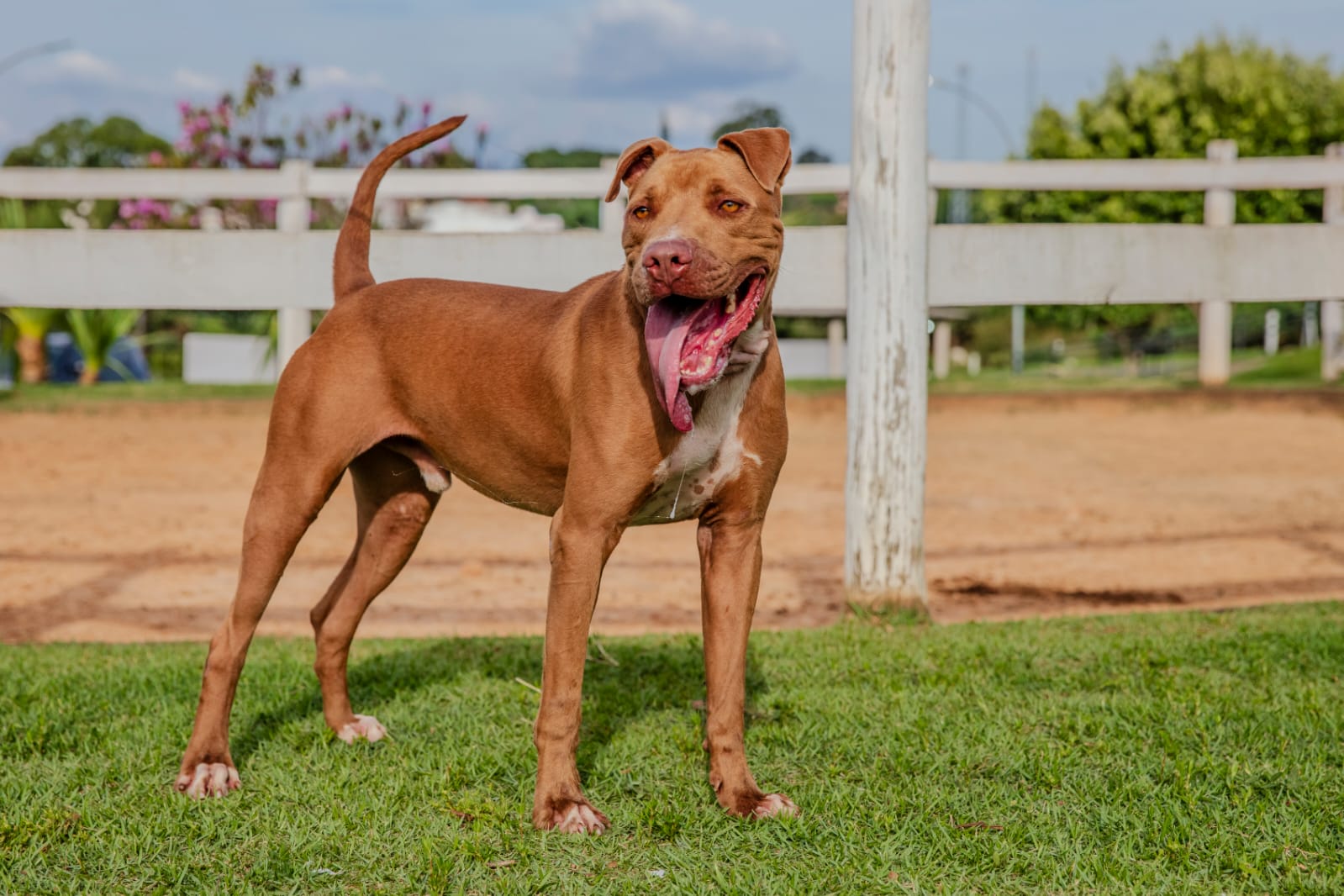 Cães para Adoção